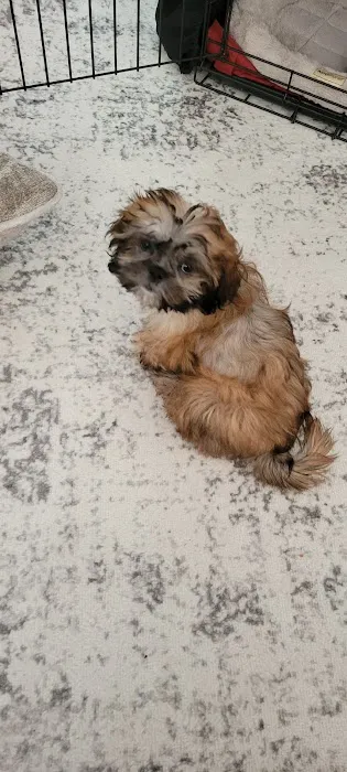 Companion Pet Hospital of Carmel Picture 2