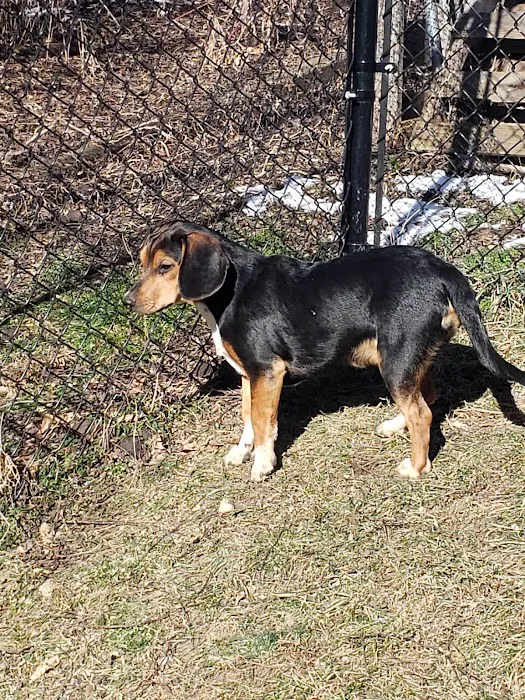 Companion Pet Hospital of Carmel Picture 6