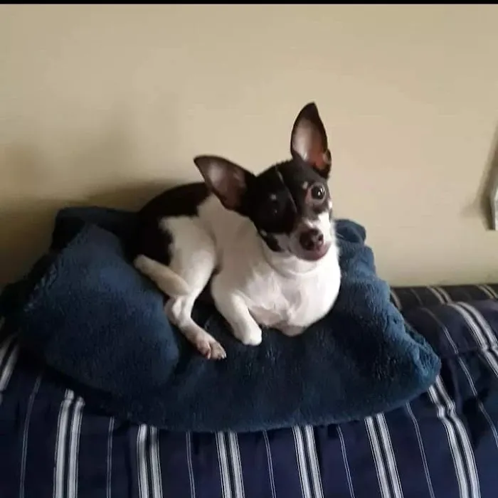 Companion Pet Hospital of Carmel Picture 3