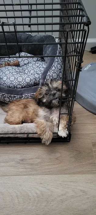 Companion Pet Hospital of Carmel Picture 1