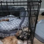 Companion Pet Hospital of Carmel