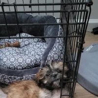 Companion Pet Hospital of Carmel ico