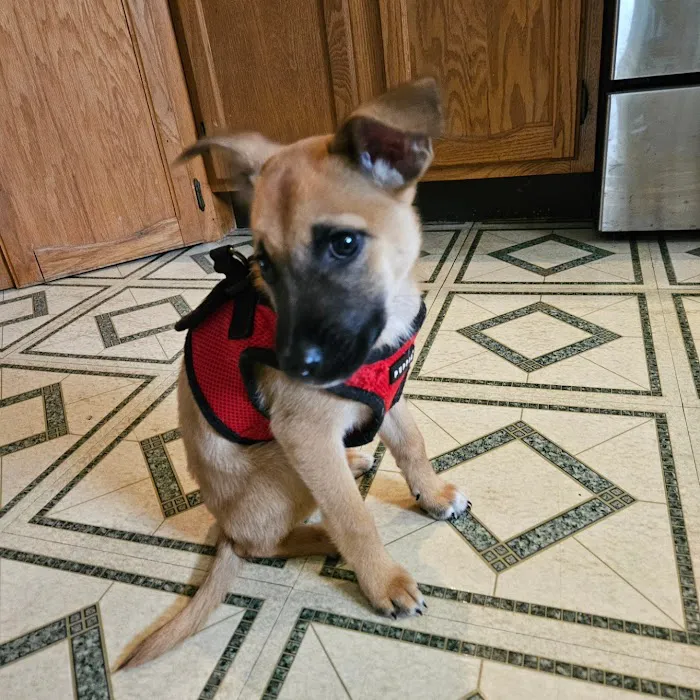 Companion Pet Hospital of Carmel Picture 4