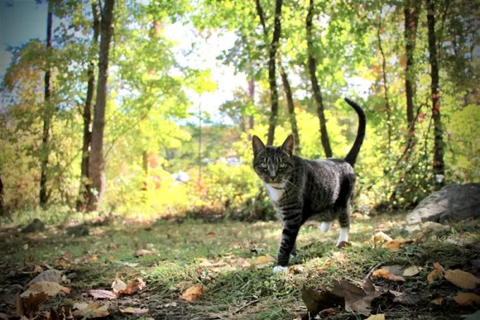 Companion Pet Hospital of Carmel Picture 10