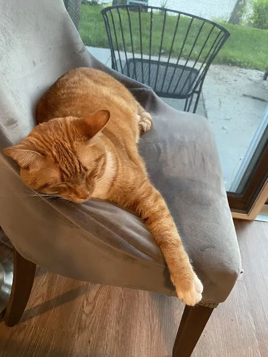 Companion Pet Hospital of Carmel Picture 7