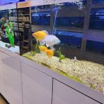 The Fish Room of Charlotte