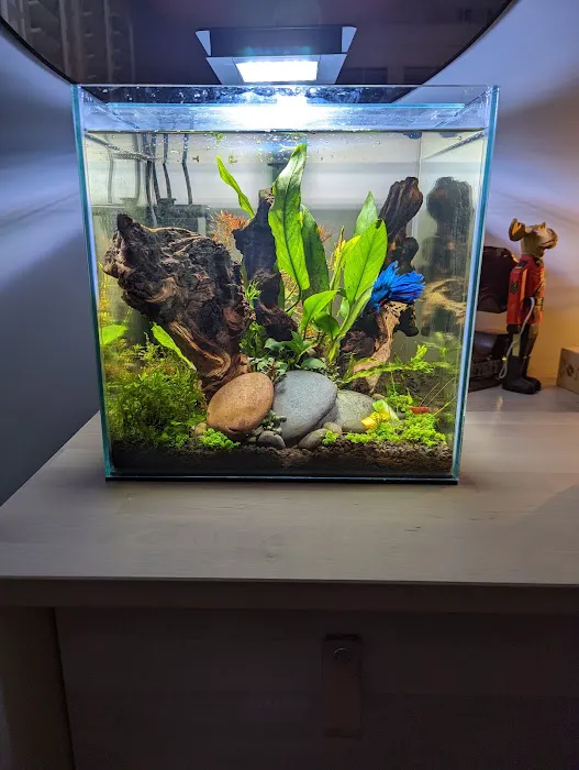 The Fish Room of Charlotte Picture 7