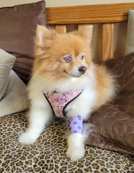 Brook Farm Veterinary Center Picture 6