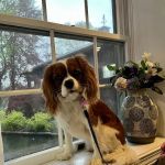 Brook Farm Veterinary Center