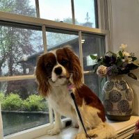 Brook Farm Veterinary Center ico