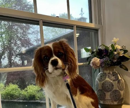 Brook Farm Veterinary Center