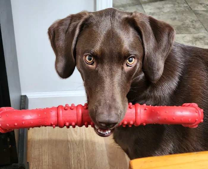Brook Farm Veterinary Center Picture 4