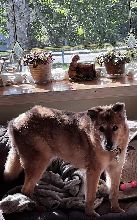 Brook Farm Veterinary Center Picture 9