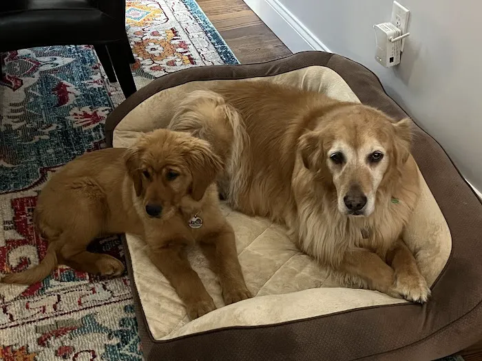 Brook Farm Veterinary Center Picture 7