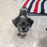 Putnam Vet Calls