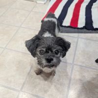 Putnam Vet Calls ico