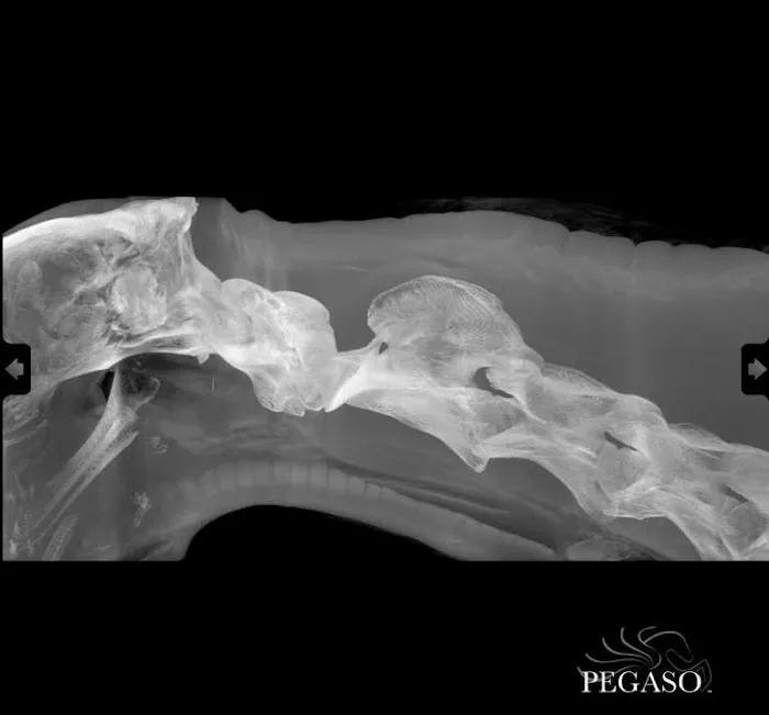 New England Equine Practice Picture 5