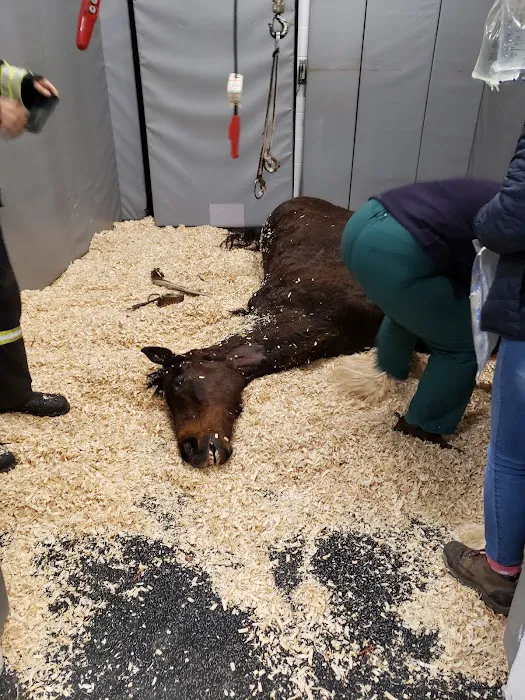 New England Equine Practice Picture 6