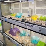 Petco