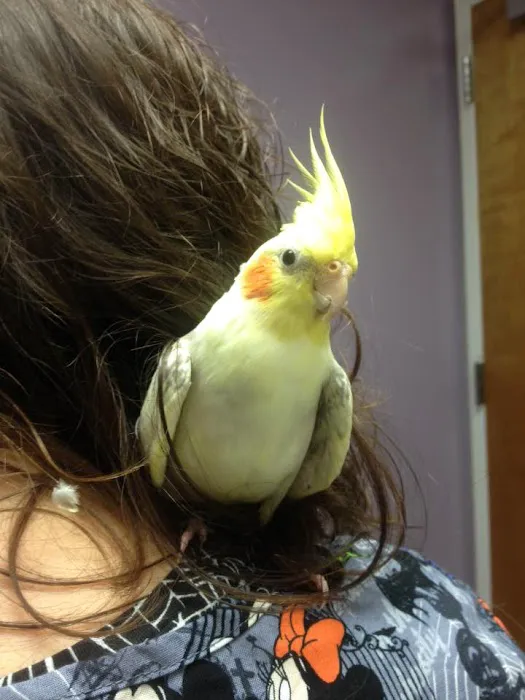 Full Circle Veterinary Hospital Picture 8