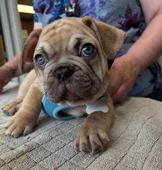 Full Circle Veterinary Hospital Picture 6