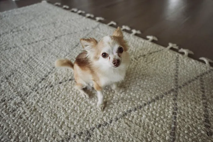 Full Circle Veterinary Hospital Picture 9