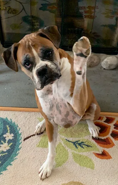 Full Circle Veterinary Hospital Picture 2