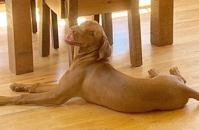 Full Circle Veterinary Hospital Picture 3