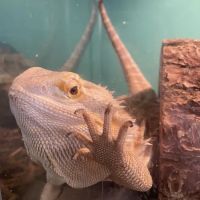 K-BAM Exotic Pet Store ico
