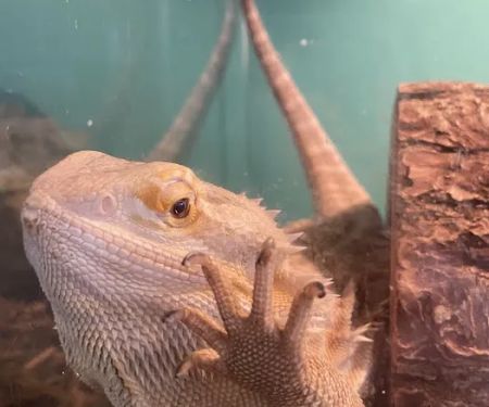 K-BAM Exotic Pet Store