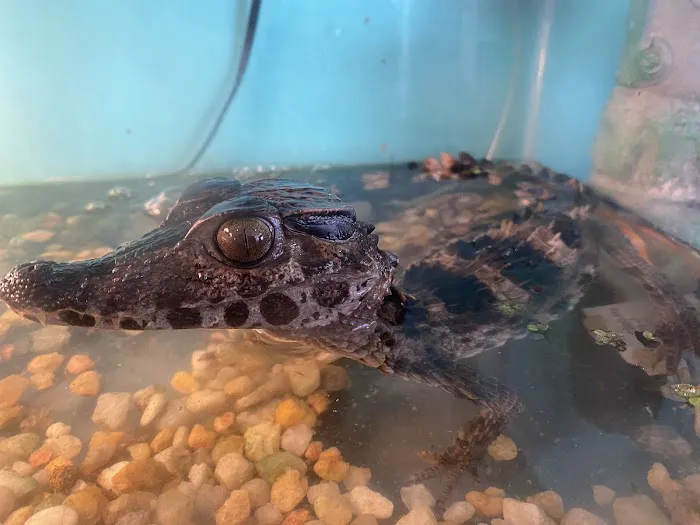 K-BAM Exotic Pet Store Picture 7