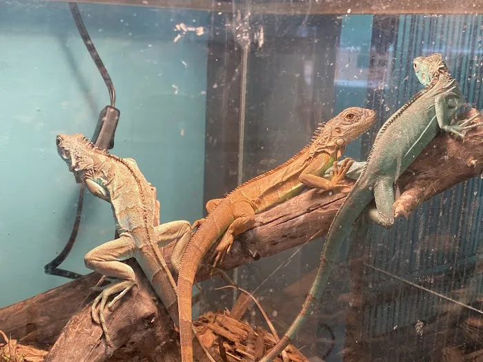 K-BAM Exotic Pet Store Picture 4