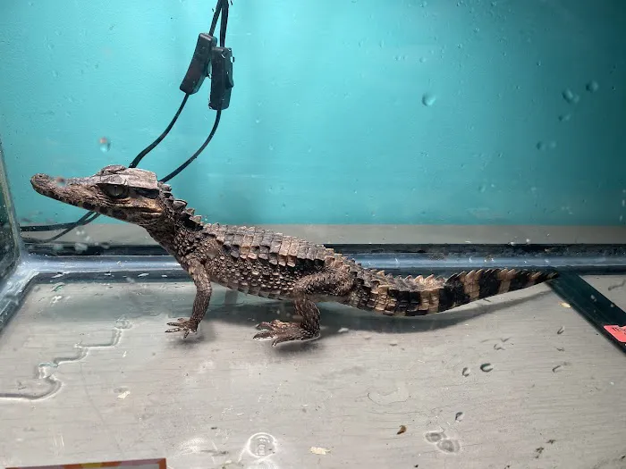 K-BAM Exotic Pet Store Picture 10
