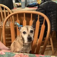 Newburgh Veterinary Hospital ico