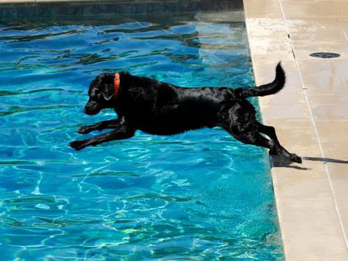 Newburgh Veterinary Hospital Picture 3