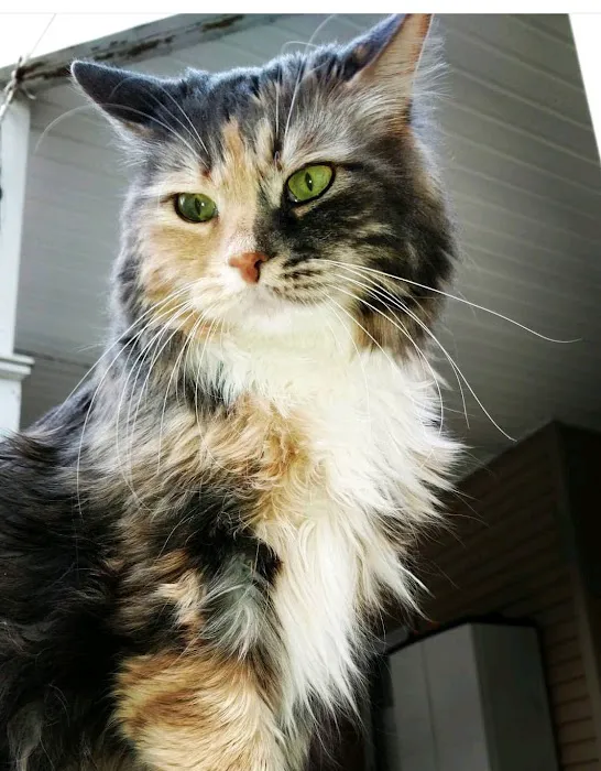 Hopewell Animal Hospital Picture 1