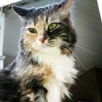 Hopewell Animal Hospital ico