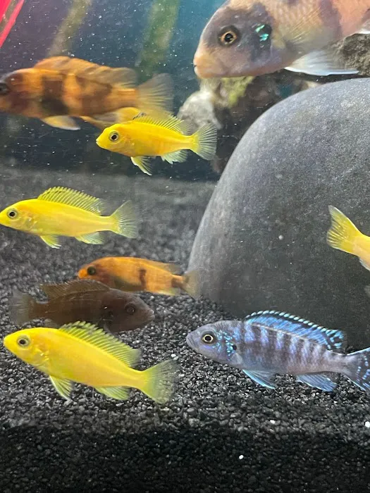 FiveFins Aquatics Picture 3