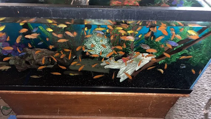 FiveFins Aquatics Picture 1