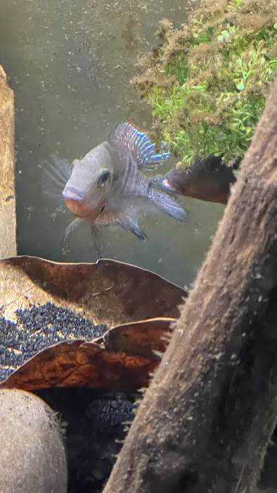 FiveFins Aquatics Picture 2