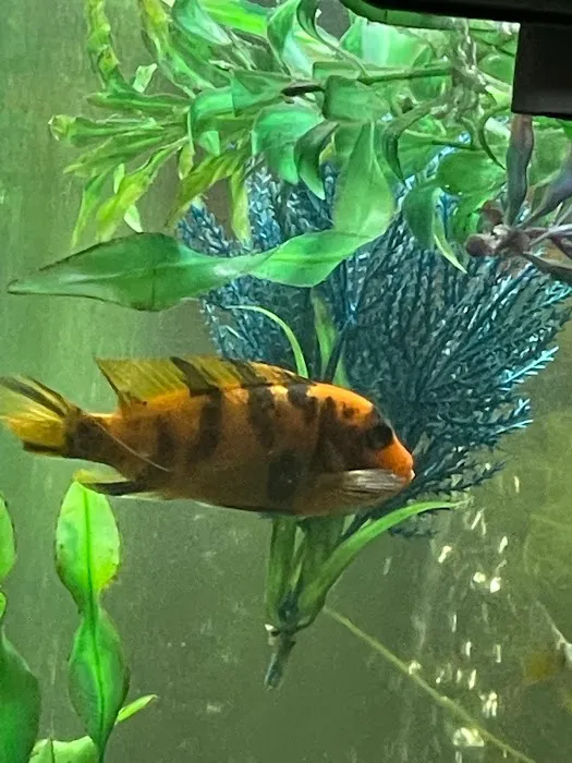 FiveFins Aquatics Picture 5