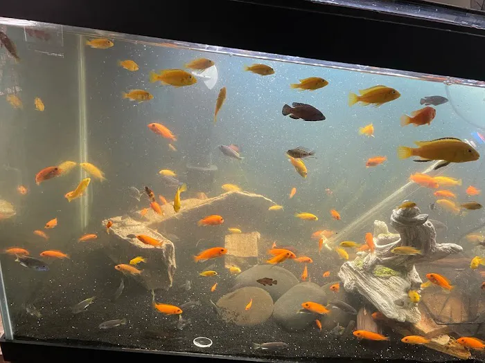 FiveFins Aquatics Picture 4