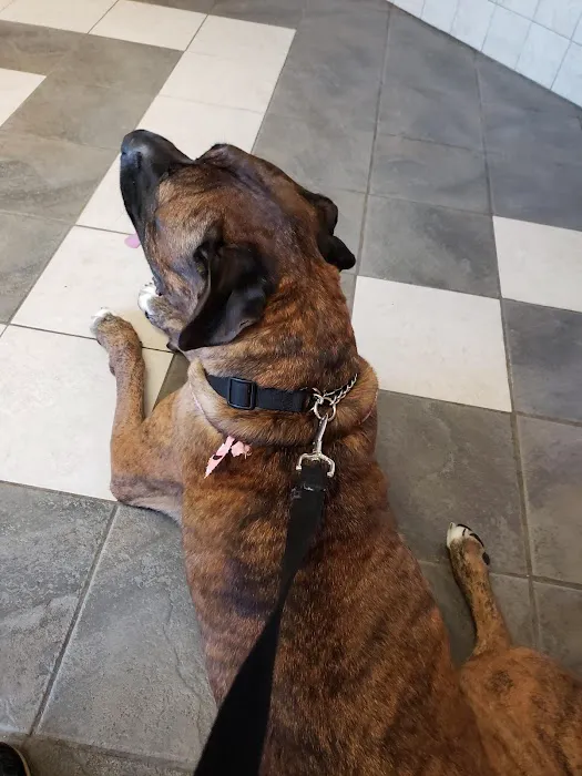 A.C.E. Veterinary Hospital Picture 7