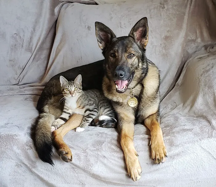 A.C.E. Veterinary Hospital Picture 6