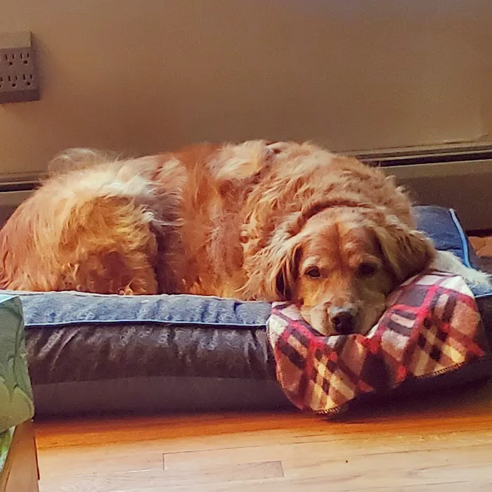 A.C.E. Veterinary Hospital Picture 1