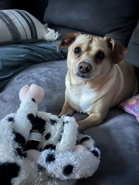 A.C.E. Veterinary Hospital Picture 5