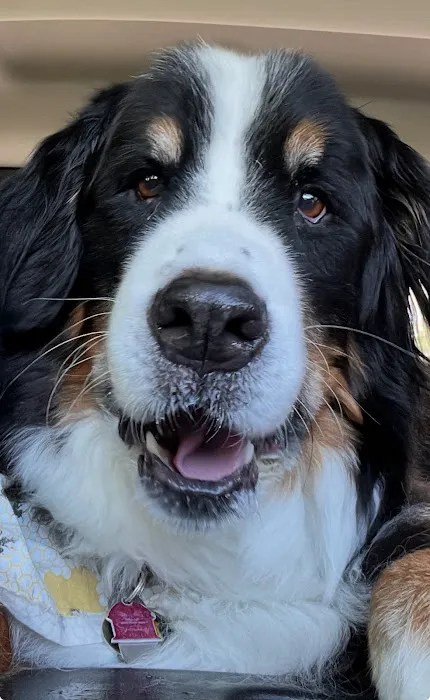 A.C.E. Veterinary Hospital Picture 9