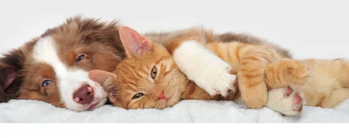 Dutchess Animal Clinic Picture 4