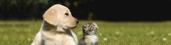 Dutchess Animal Clinic Picture 2