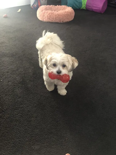 Dutchess Animal Clinic Picture 1